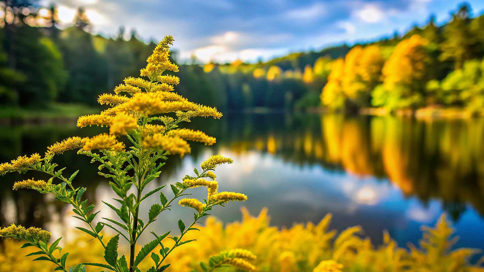 View of lake wildflowers in Spring or Summer