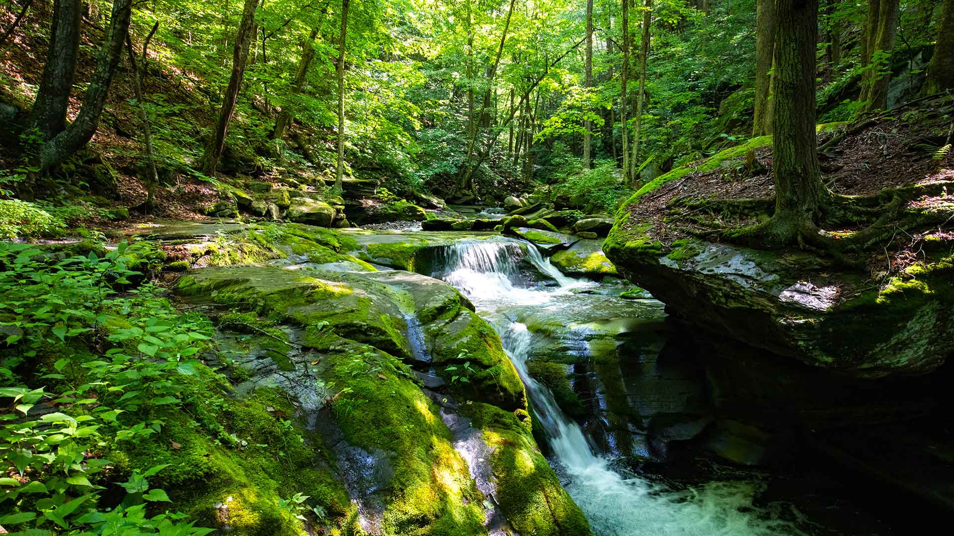 Spring Creek