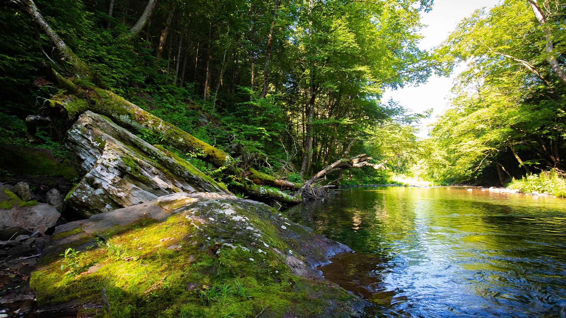 Spring Creek in the Catskill Mountain Region